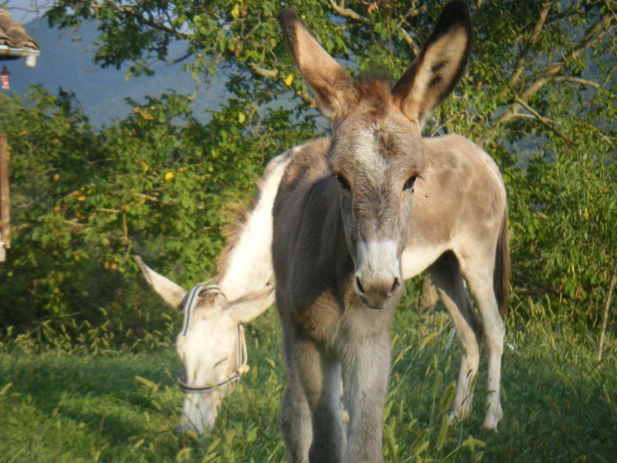 El Molí d'en Solà-Allotjaments rurals La Vall de Bianya Esterno foto